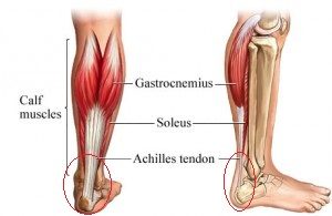 Commonly injured structures of the foot from running #5 Tendons.